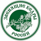 Звенящие кедры